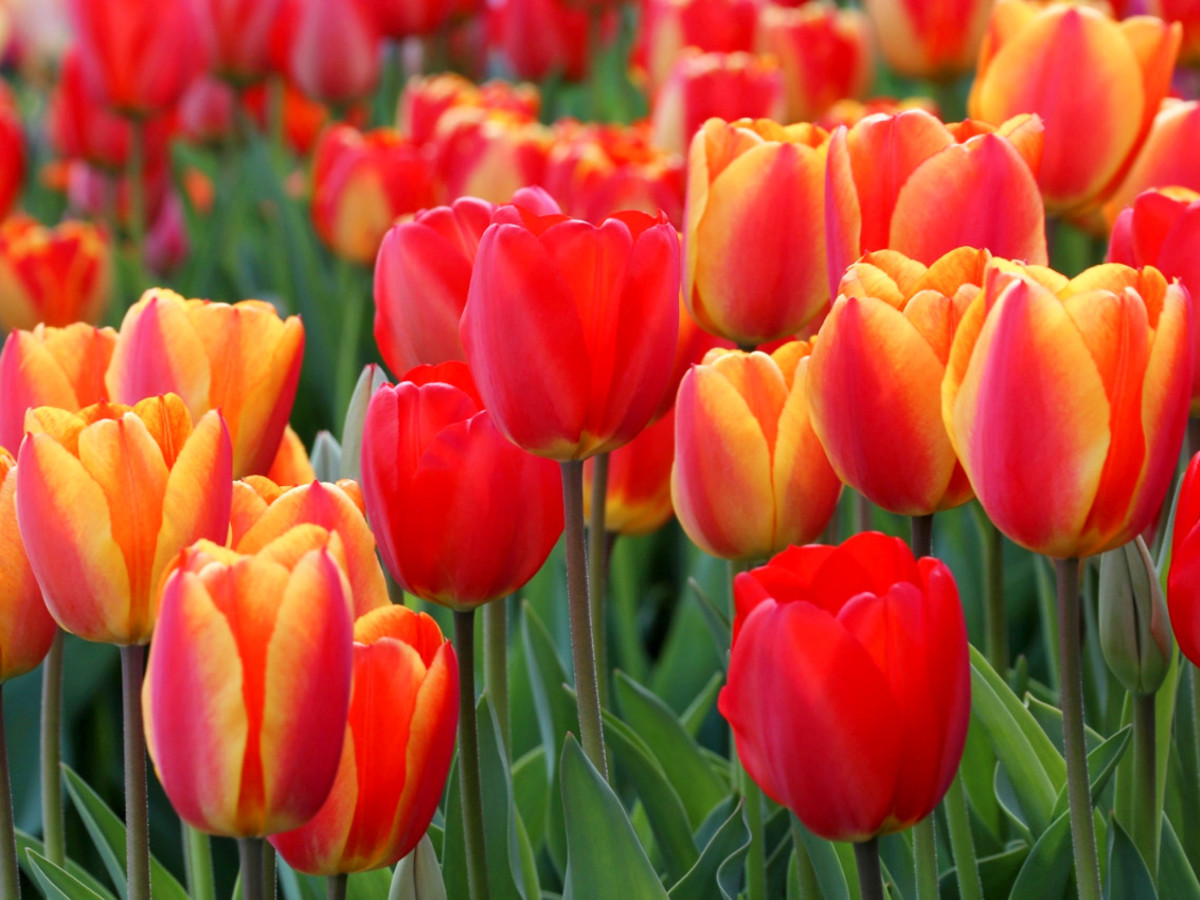 tulip fields