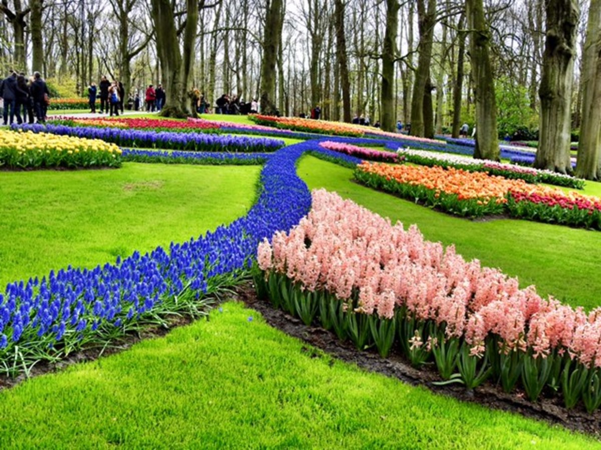 hyacinth