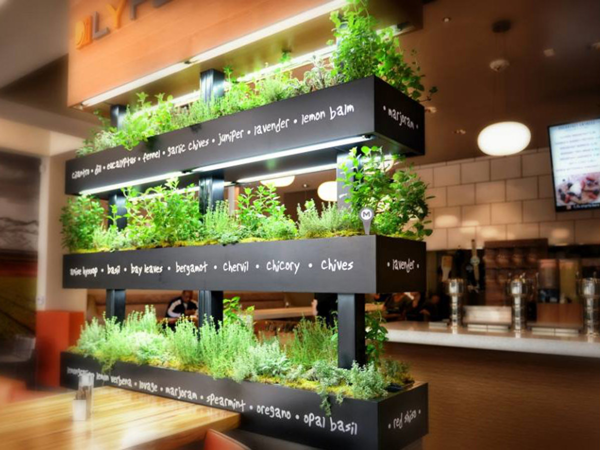 LYFE Kitchen herbs