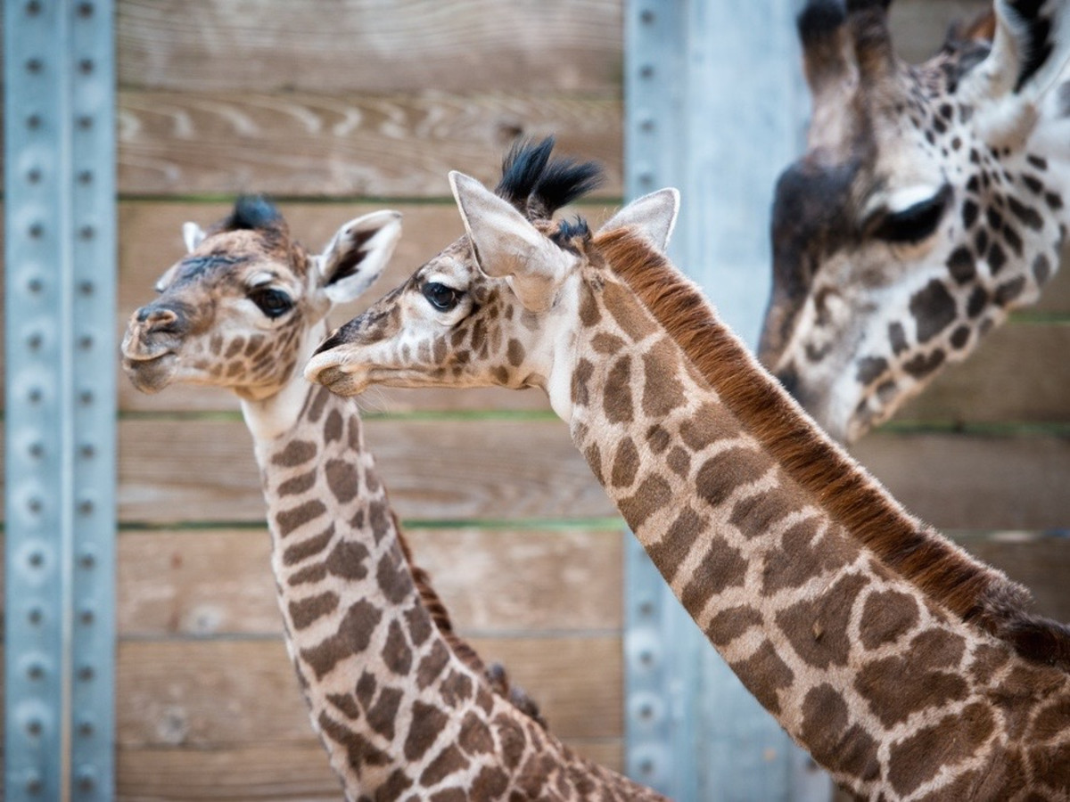 Zindzhi Gets A Playmate Another Adorable Giraffe Born At Houston