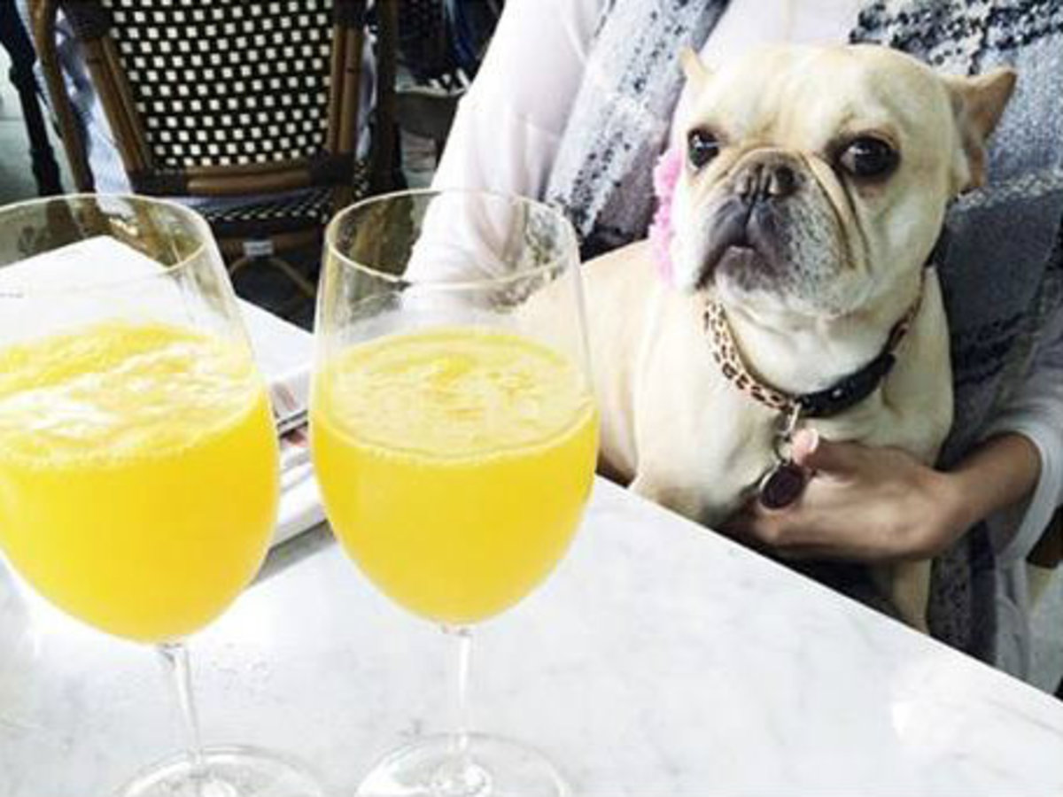 Dallas Needs To Roll Over Its Policy On Dog Friendly Businesses