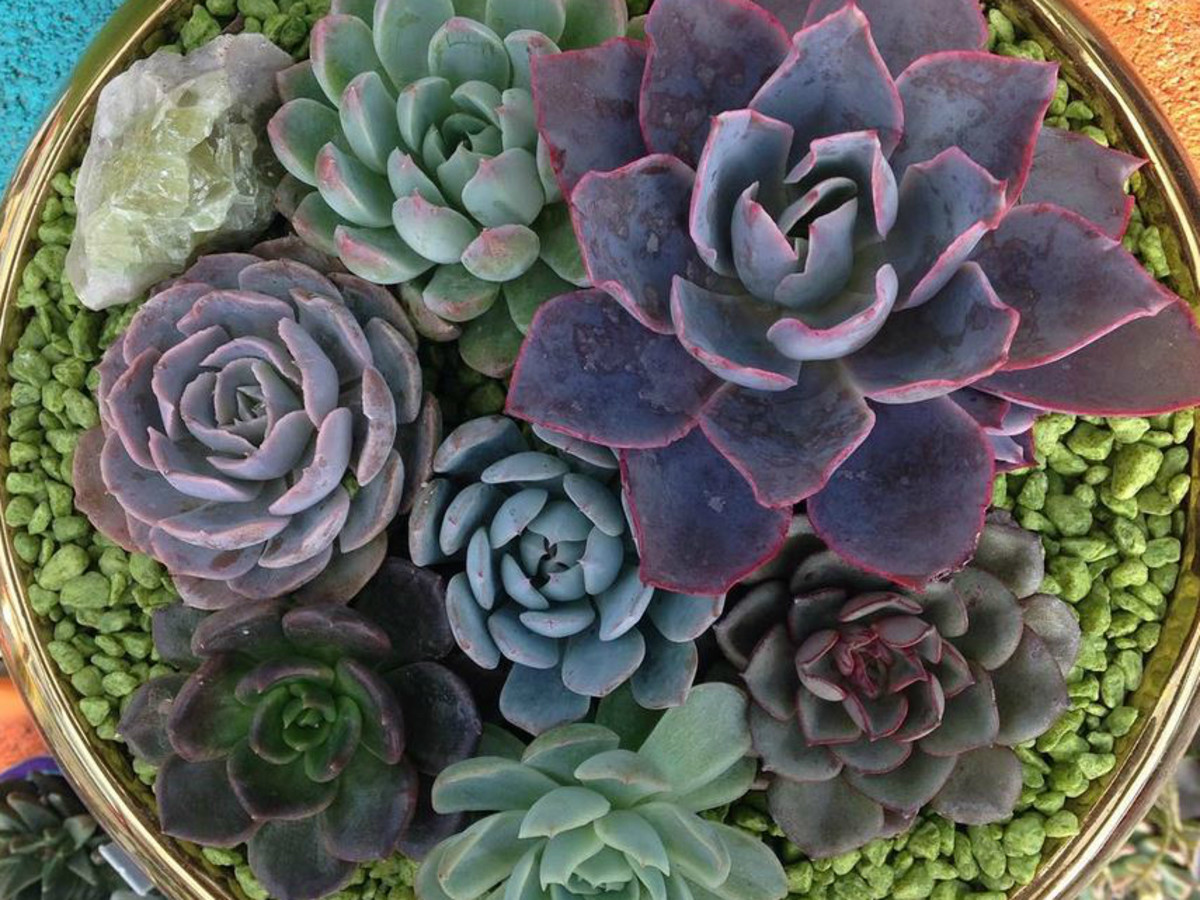 East Austin Succulents