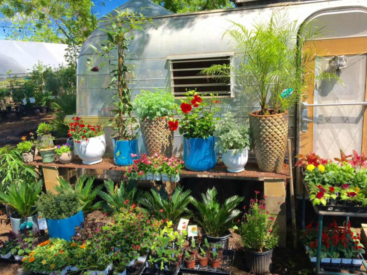 Austin S Best Garden Shops For Stylish Succulents And All Things