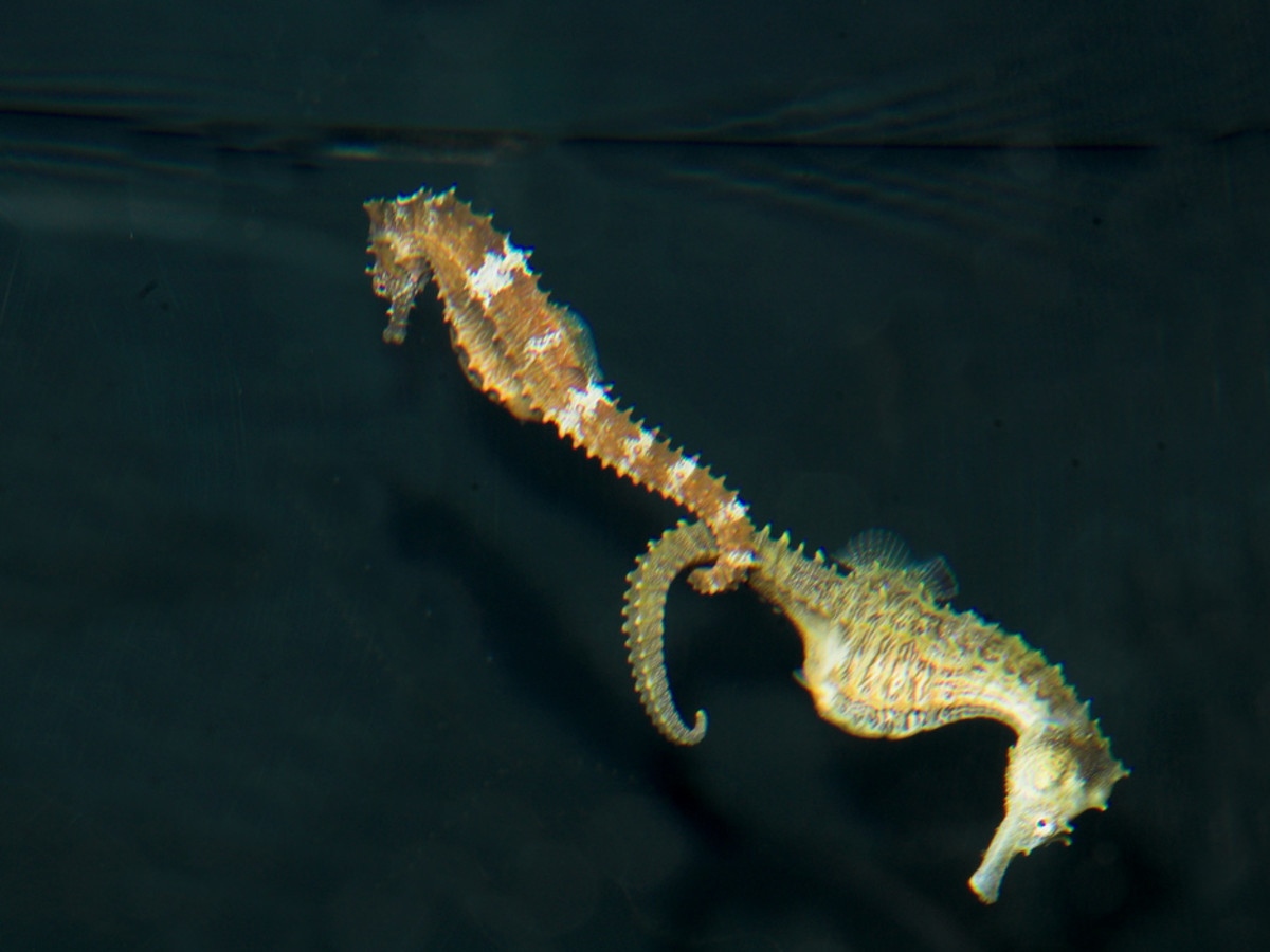 Houston Zoo Valentine's, Feb. 2016, Northern Seahorse