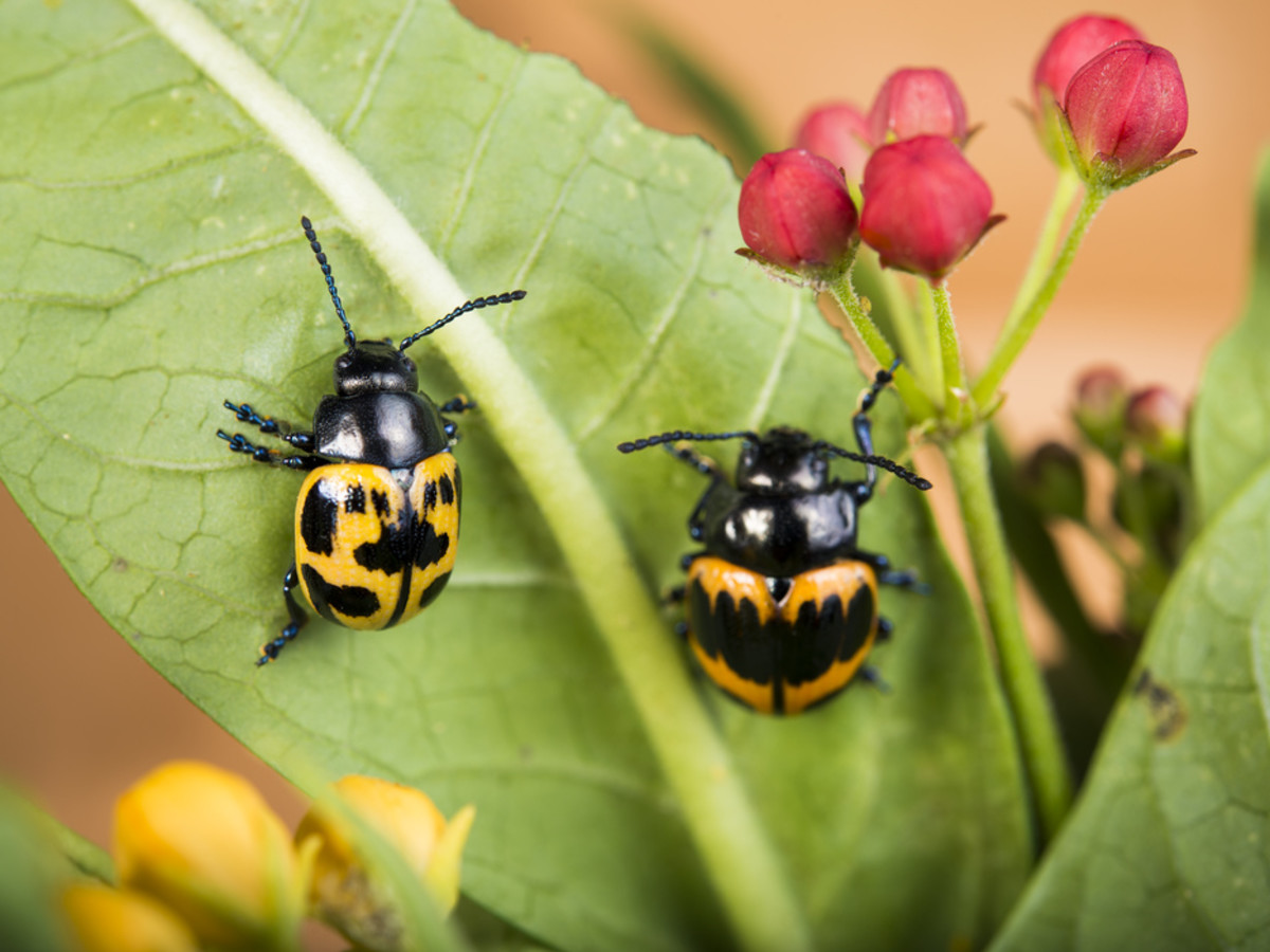 Houston Zoo Valentine's, Feb. 2016, Milkweed Leaf Beetle