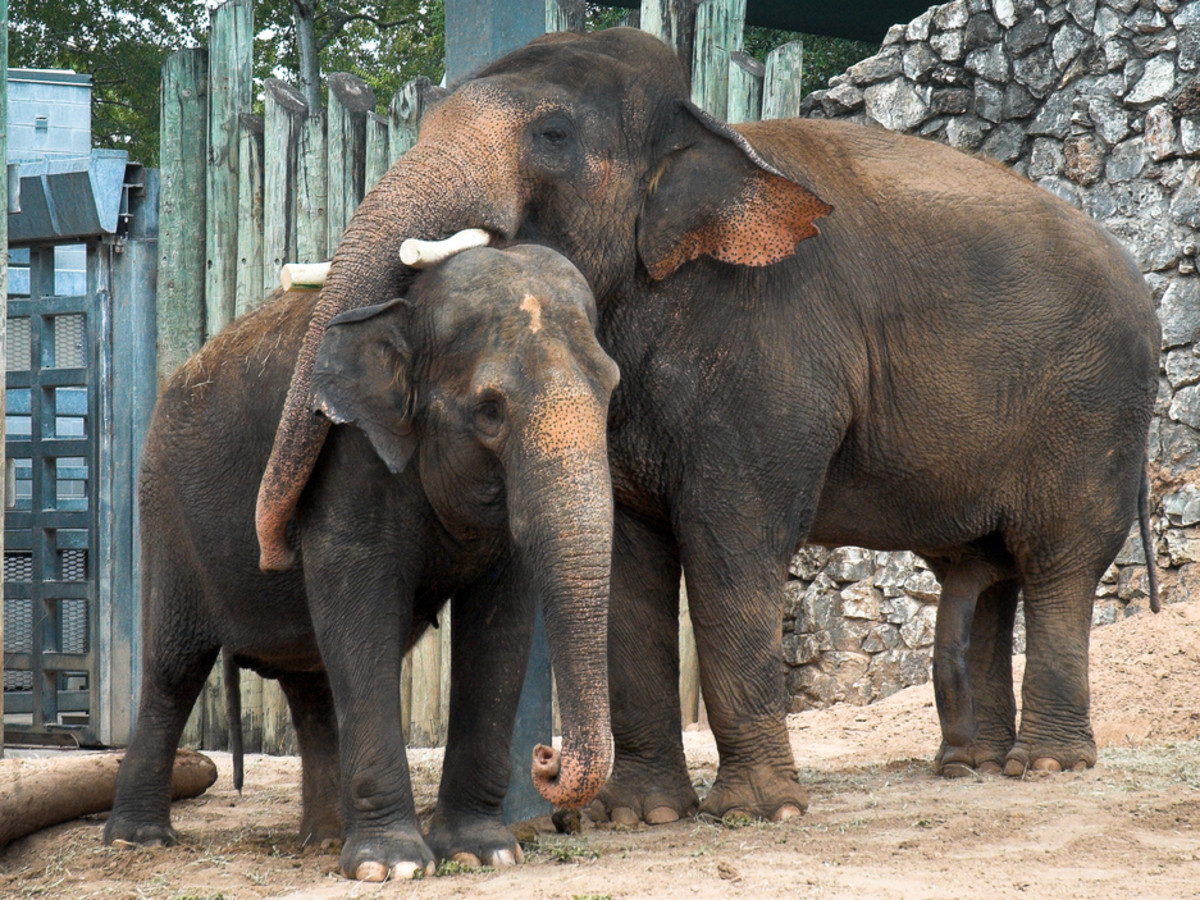 Houston Zoo Valentine's, Feb. 2016, Elephant mating