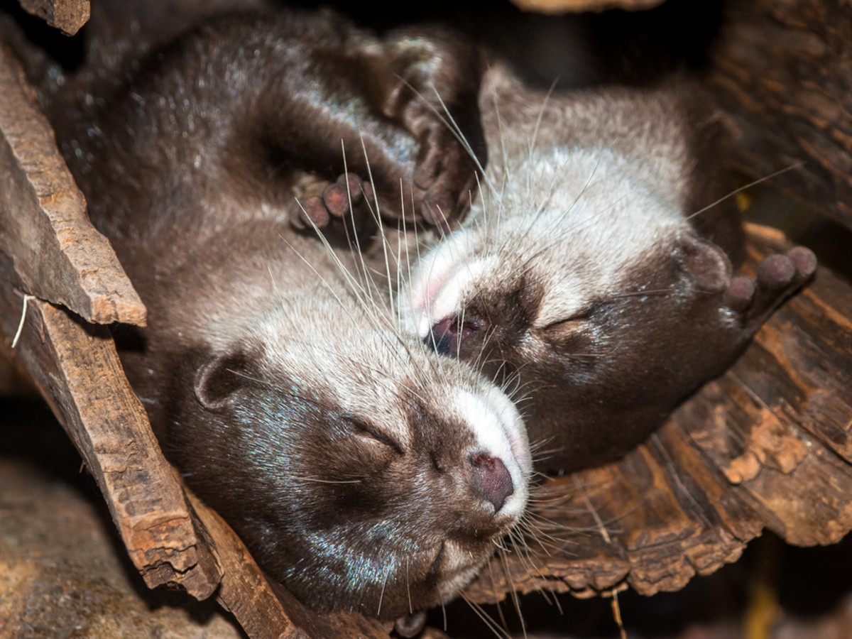 Houston Zoo Valentine's, Feb. 2016, Asian small-clawed otter