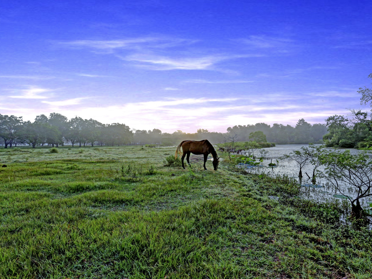 News, Shelby, On the Market, Pecan Acres ranch, August 2015
