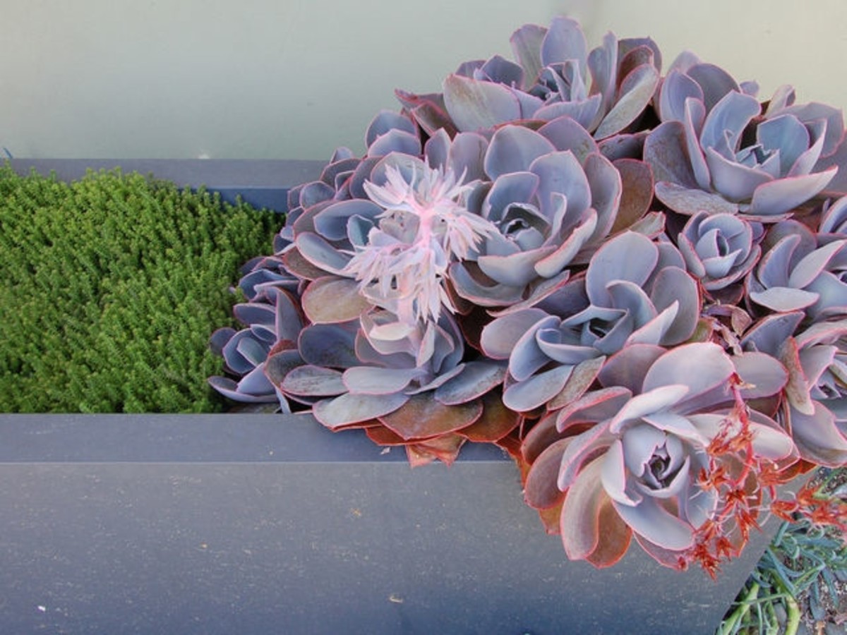 6 Stunning Succulents To Plant In Your Garden Culturemap Austin