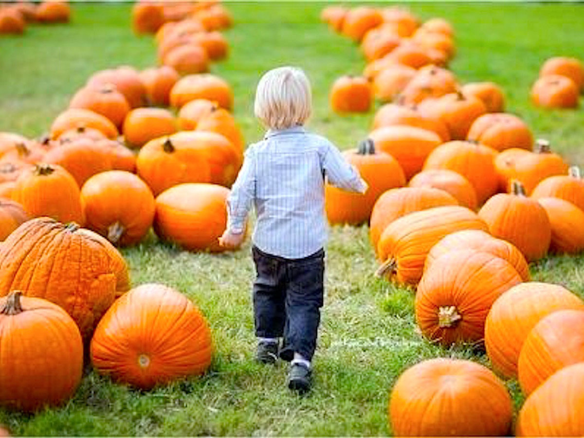 The great pumpkin Top 10 patches around Houston CultureMap Houston