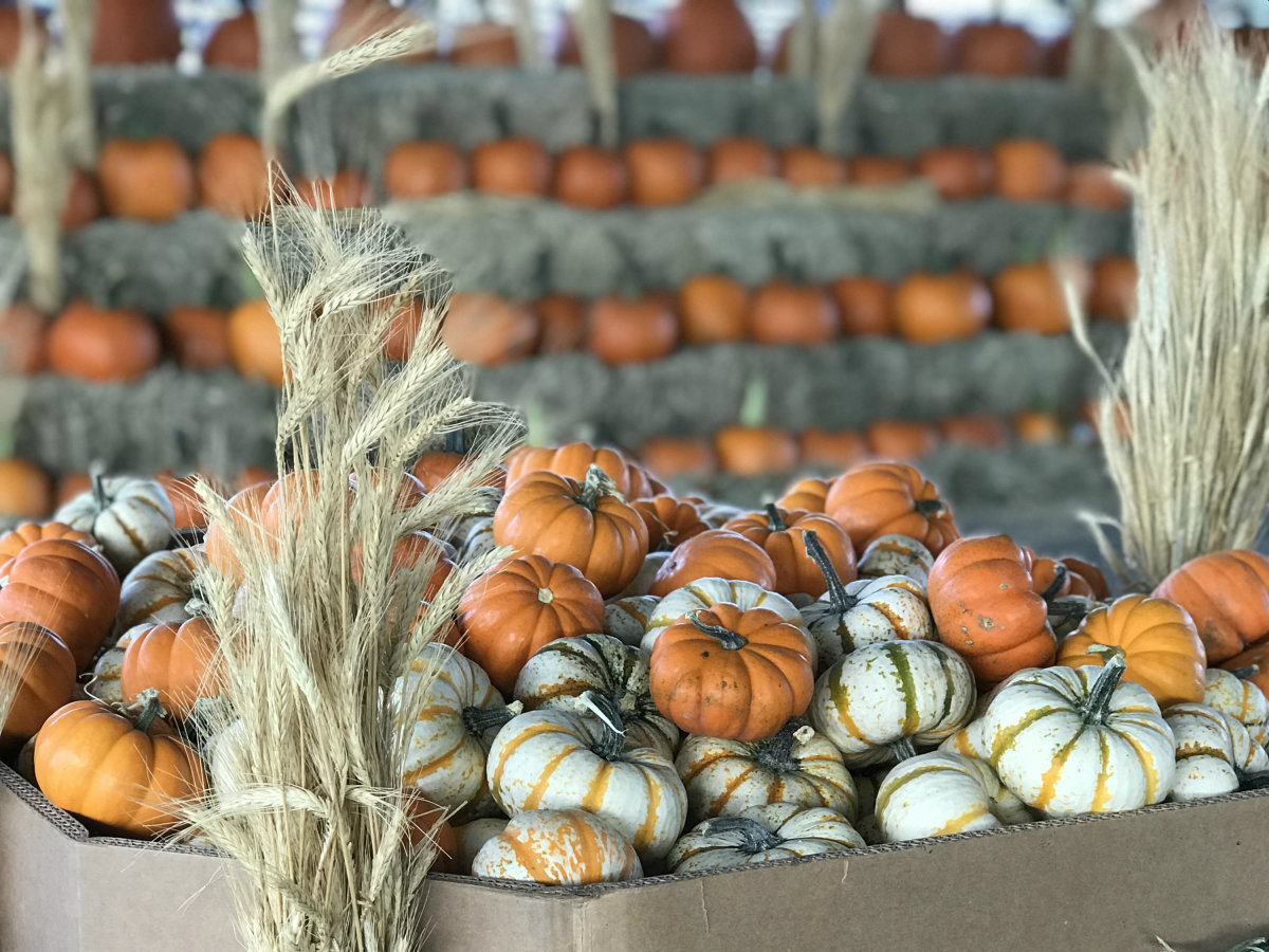 Pumpkins and gourds