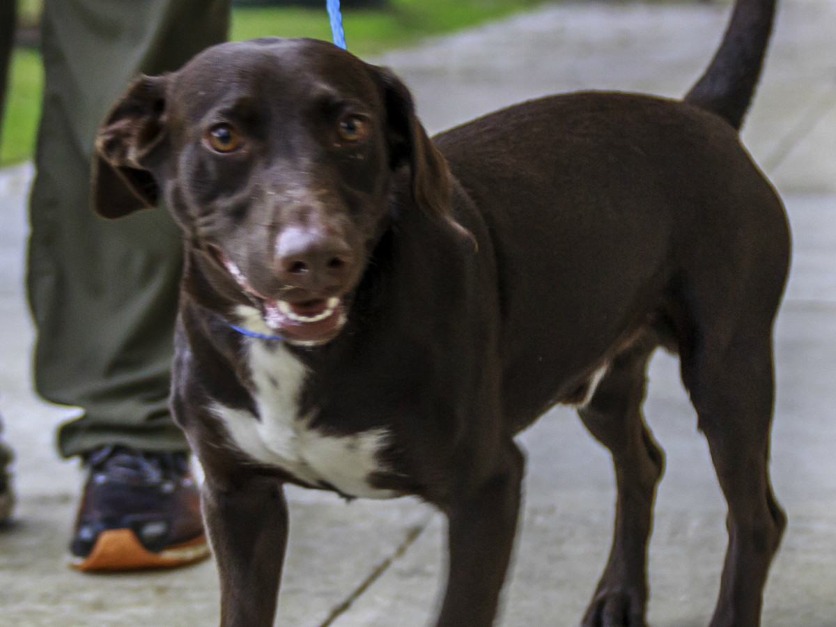 Houston - Hoffman - Pet of the Week - Choco