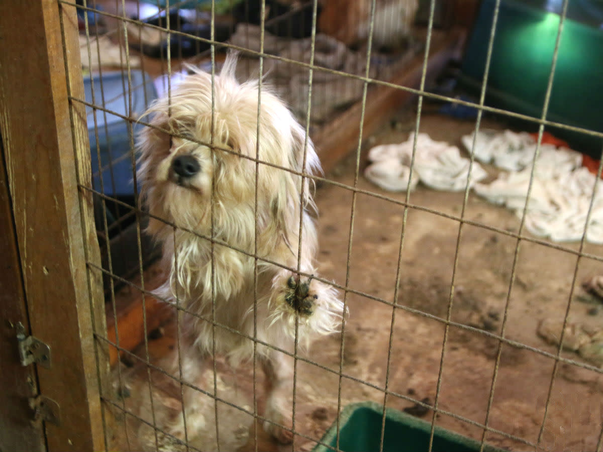 smeraglia puppy mill