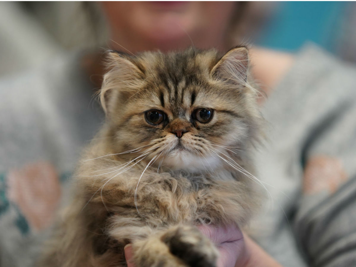 First City In Texas Considers A Ban On The Cruel Declawing Of Cats Culturemap Dallas