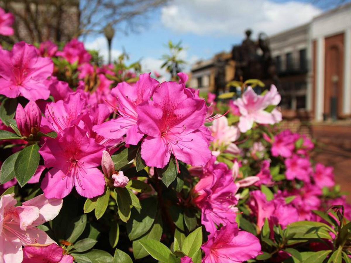 Azaleas in Nacogdoches