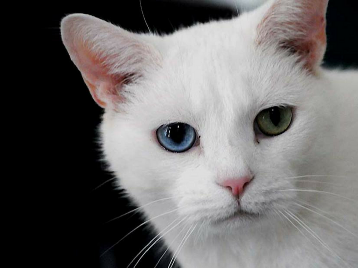 Arlington Animal Shelter Gets Some Action For The Cats For A