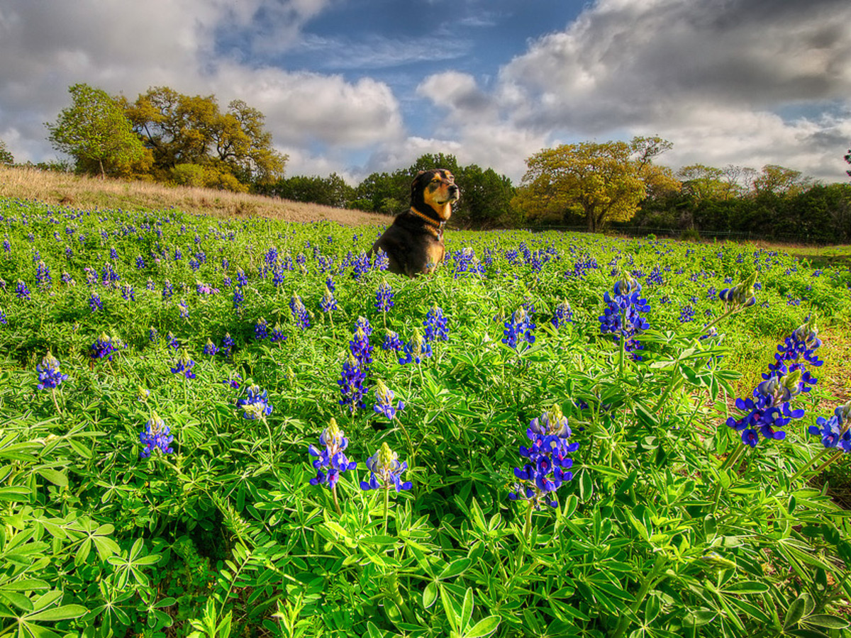 News_wildflowers_bluebonnets_dog_by dj @ oxherder arts