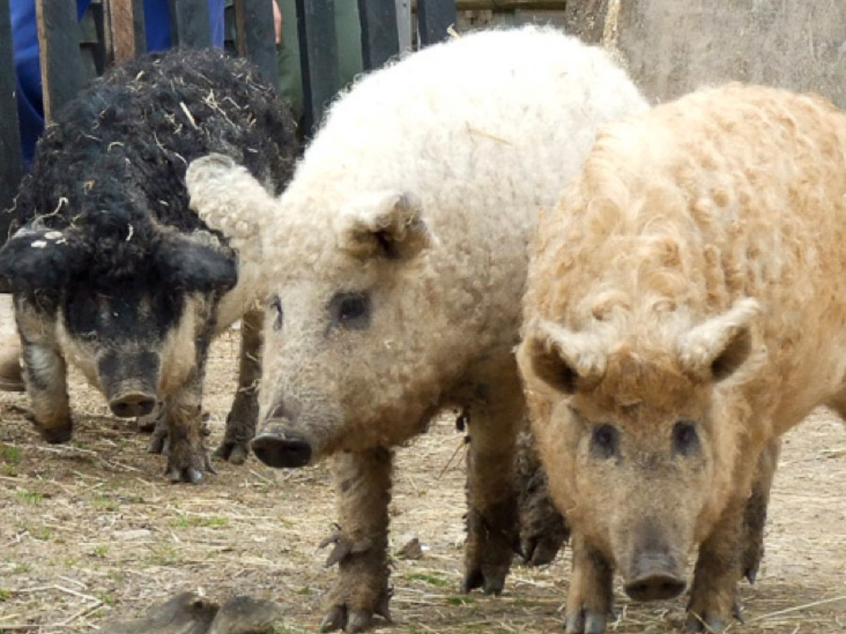 British crossdressing reaches new level with the sheep pig