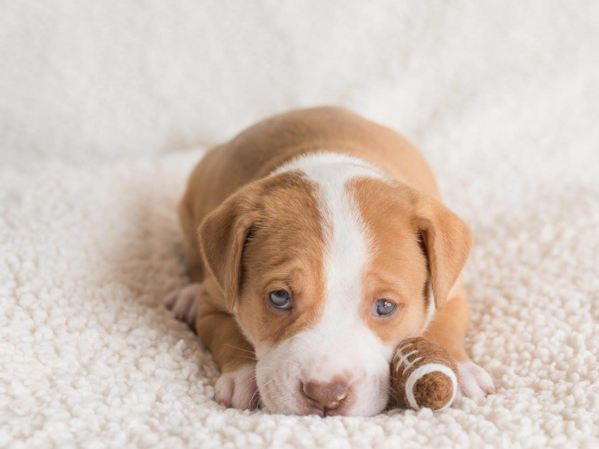 These Dallas Charities Are Making A Difference For Animals In Need