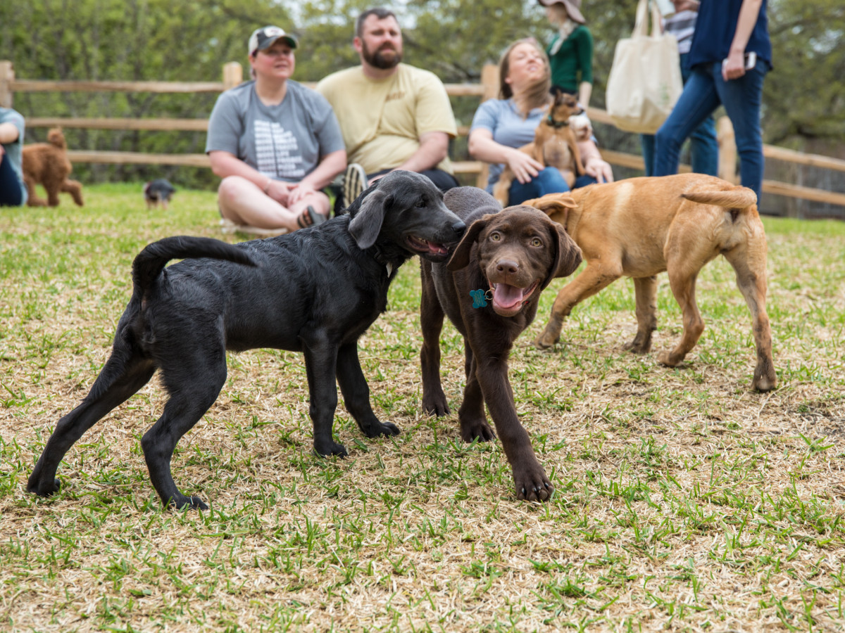 Dogs playing at a dog park