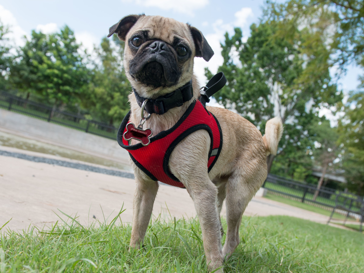 Johnny Steele Dog Park Allen Parkway pug