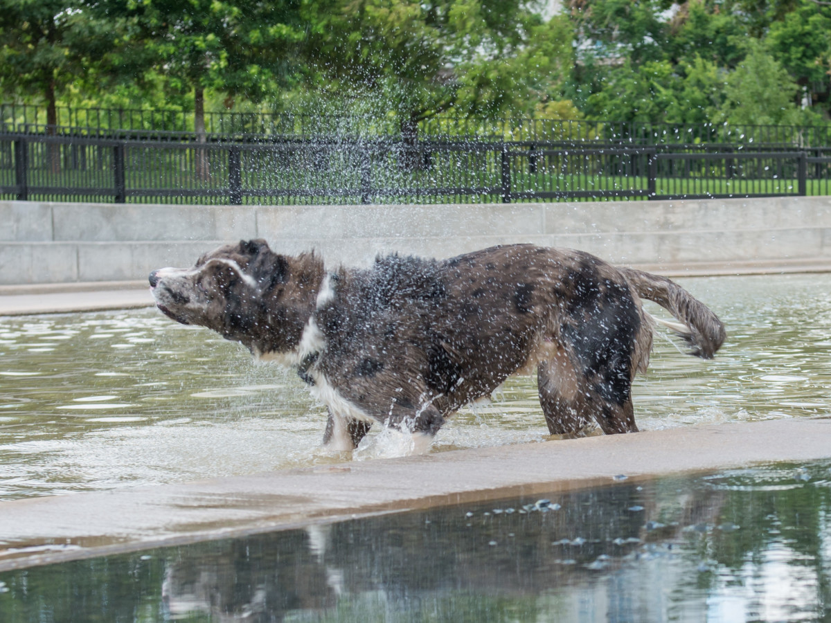 Johnny Steele Dog Park Allen Parkway