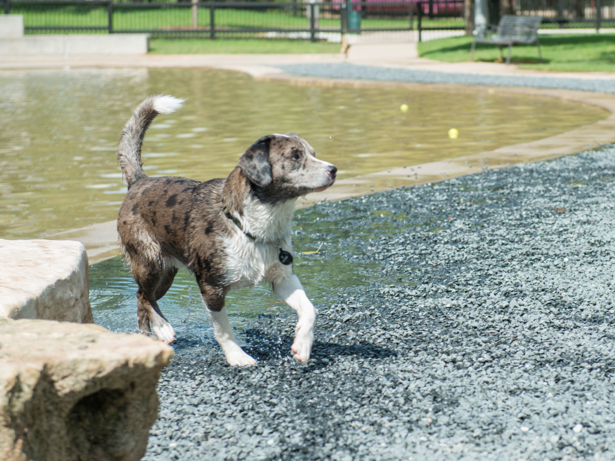 Johnny Steele Dog Park Allen Parkway