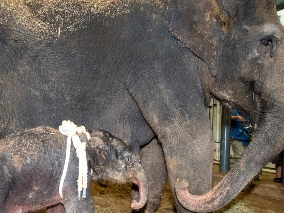 Houston Zoo baby elephant Tilly Tess