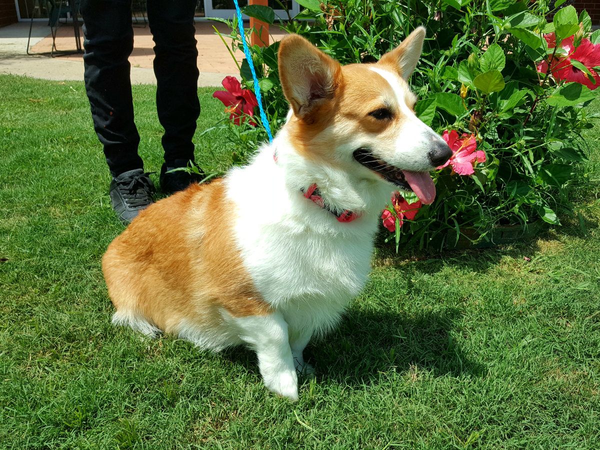 Pet Of The Week Journey Jabs At America S Hot Dog Eating Champ