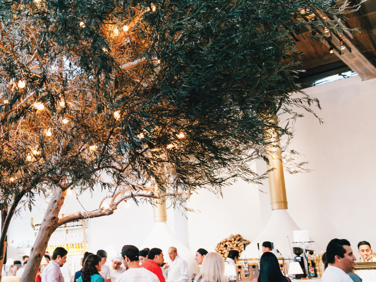 Midici olive tree
