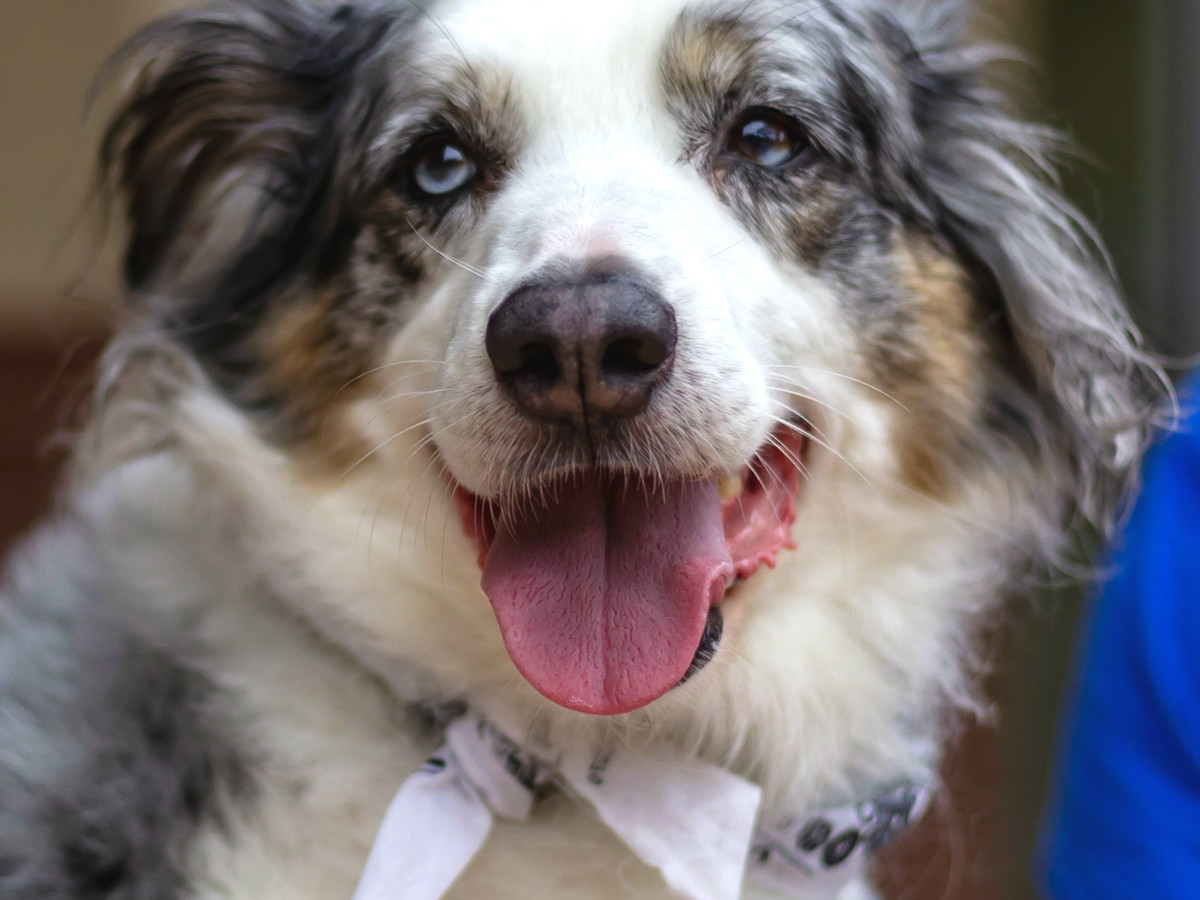 Pet of the Week - Zader Aussie