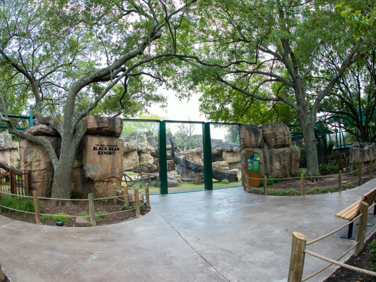 Houston Zoo new black bear exhibit