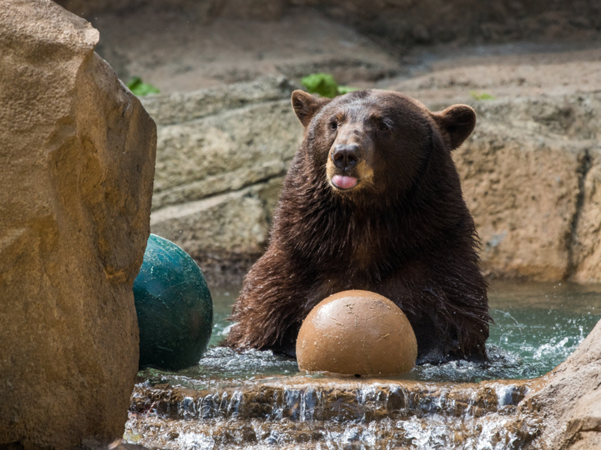 Black bear