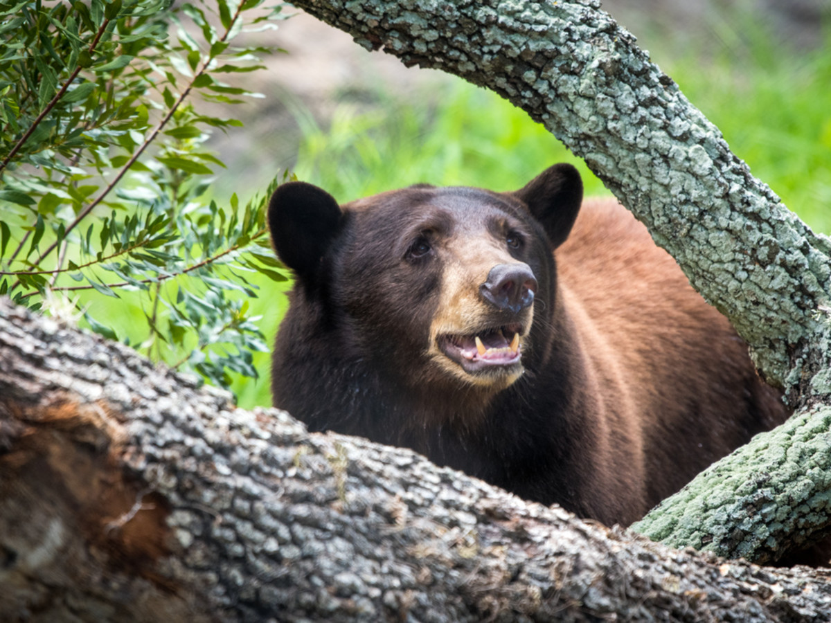Black bear