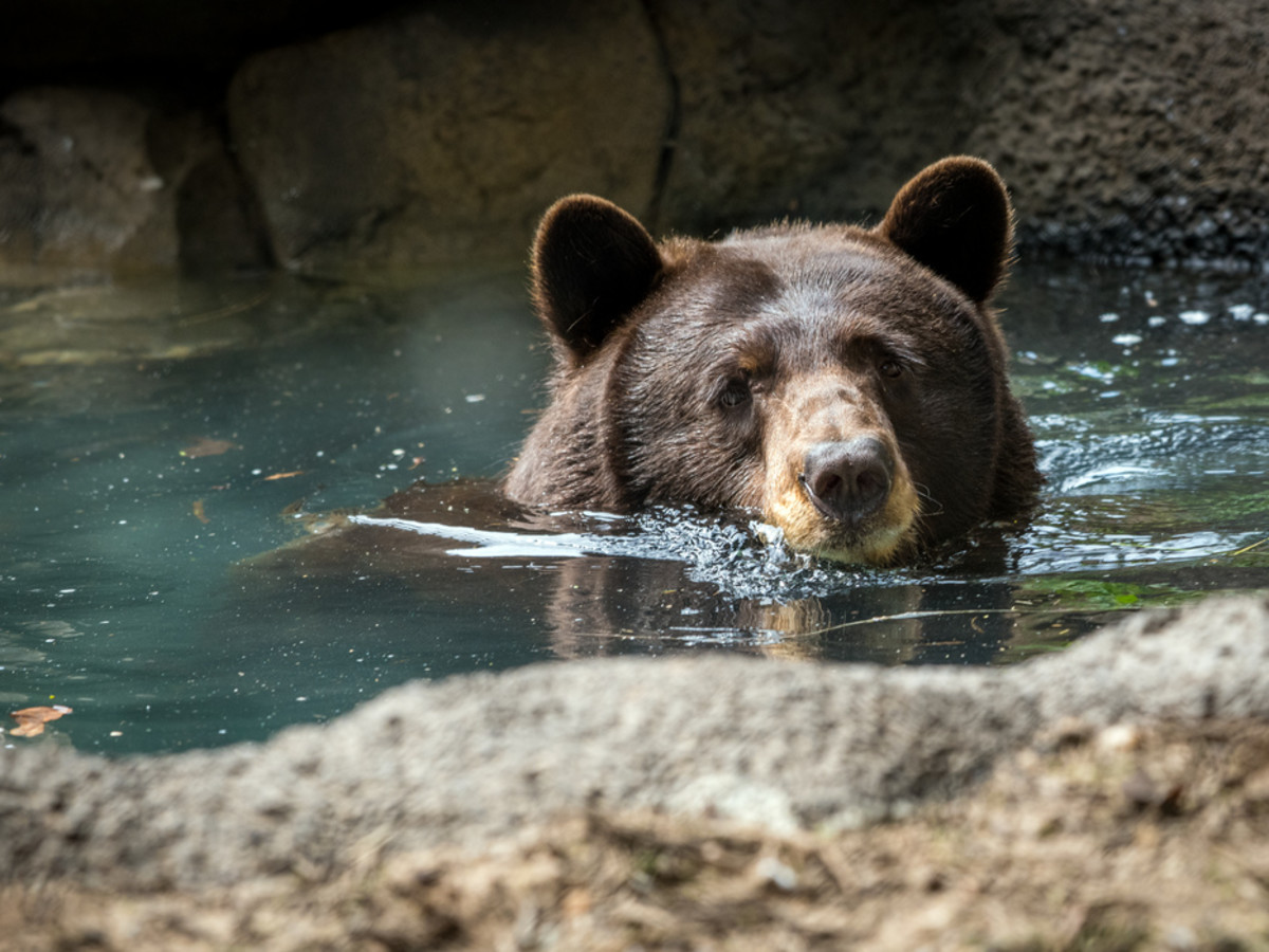 Black bear