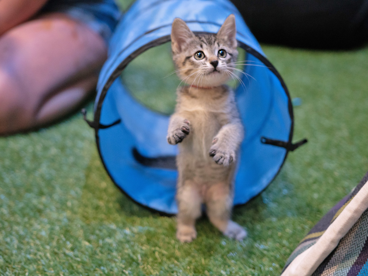 Austin S Cats Only Convention Pops Into Town For Biggest Paw Ty