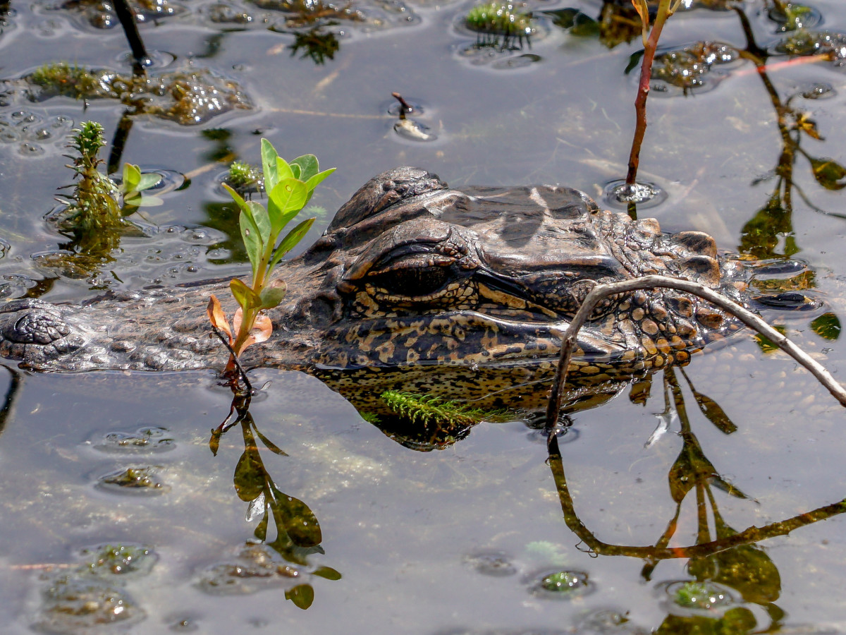 Creole Nature Trail in Lake Charles, Louisiana