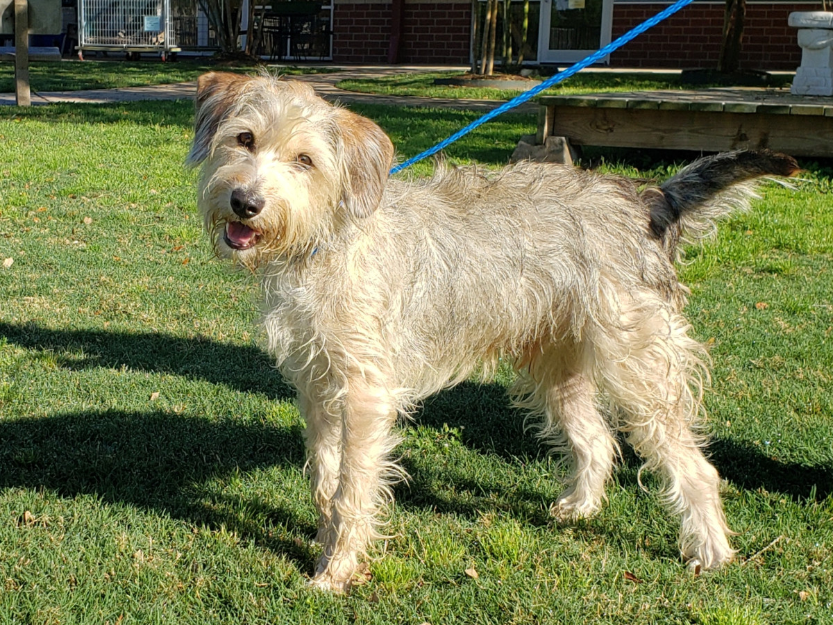Meet Freddie The Carefree Collie Mix Culturemap S Pet Of The