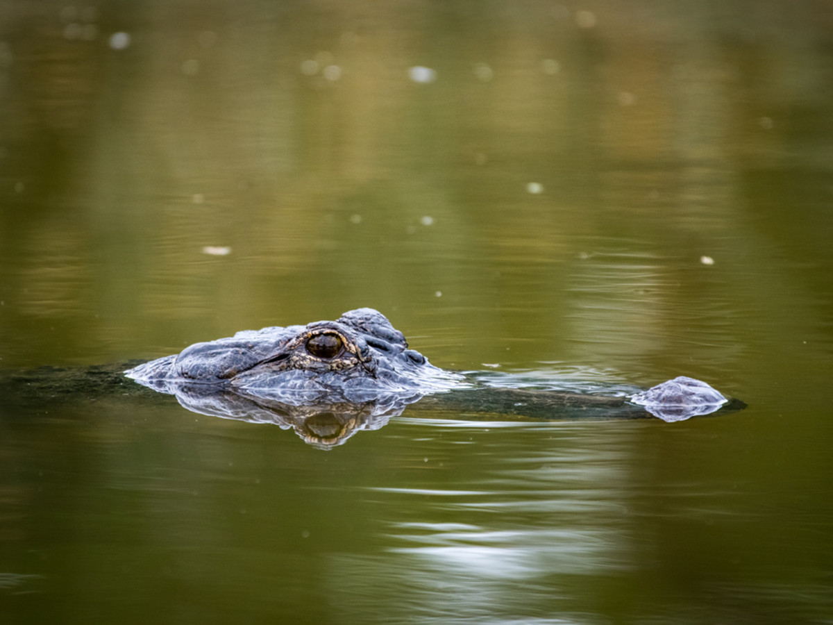 Houston Zoo Wetlands