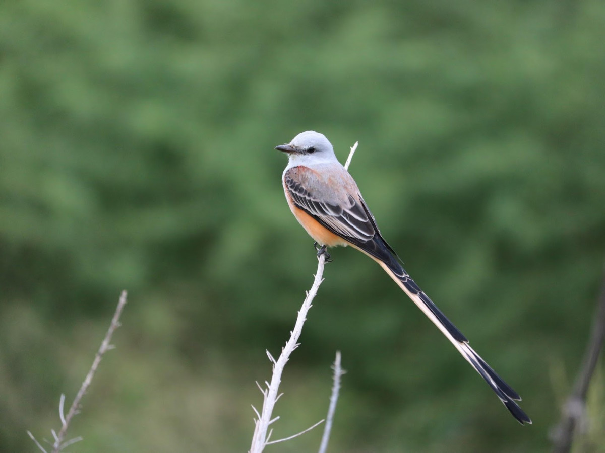 Scissor-tailed flycatcher