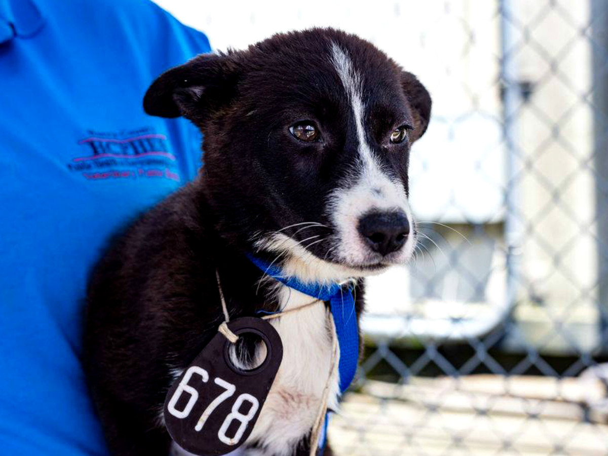 New Service Protects Houston Pets Suffering From Domestic Violence Culturemap Houston