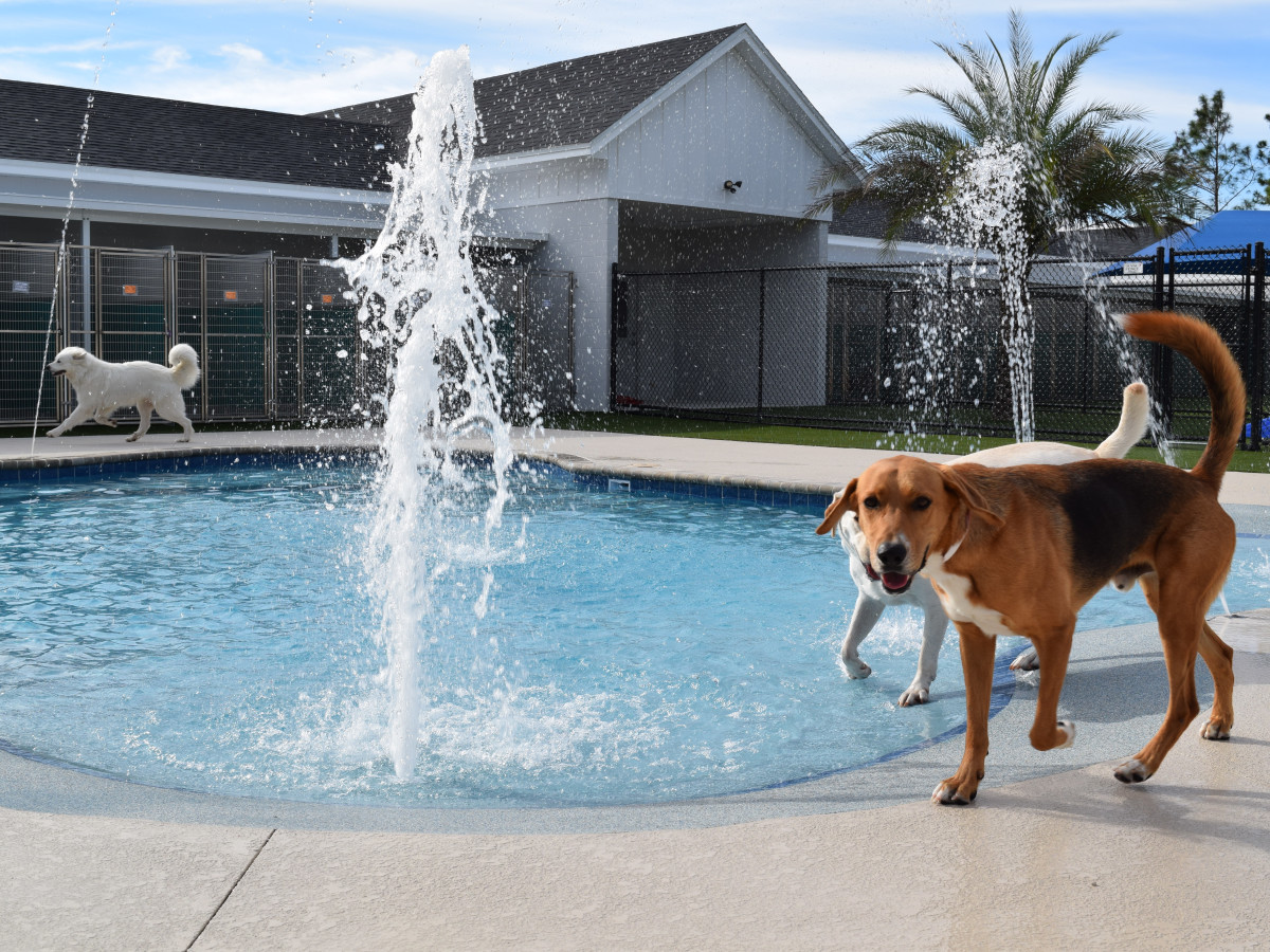 Austin Suburb Fetches First Central Texas Location Of Luxury Pet