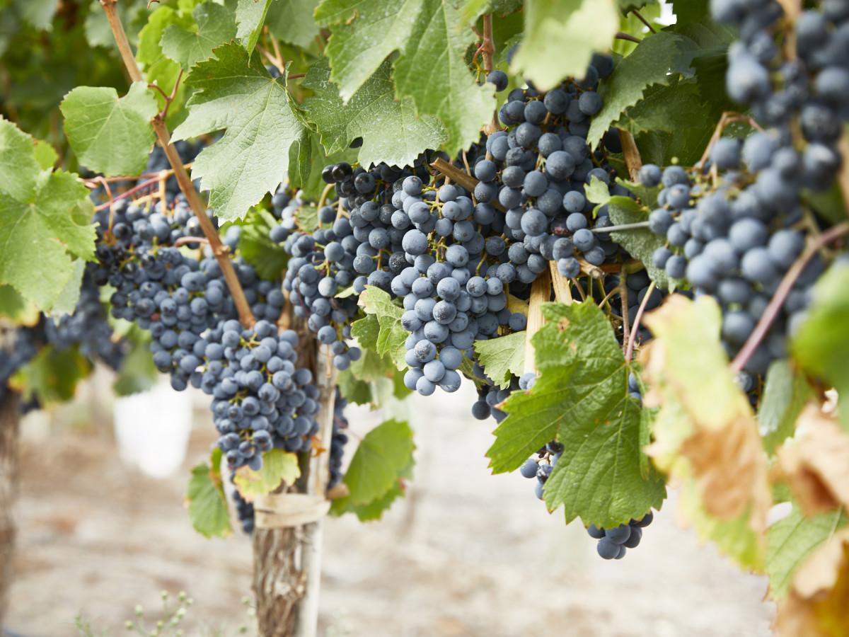 Wine graps Vine Connections Pourtal trip