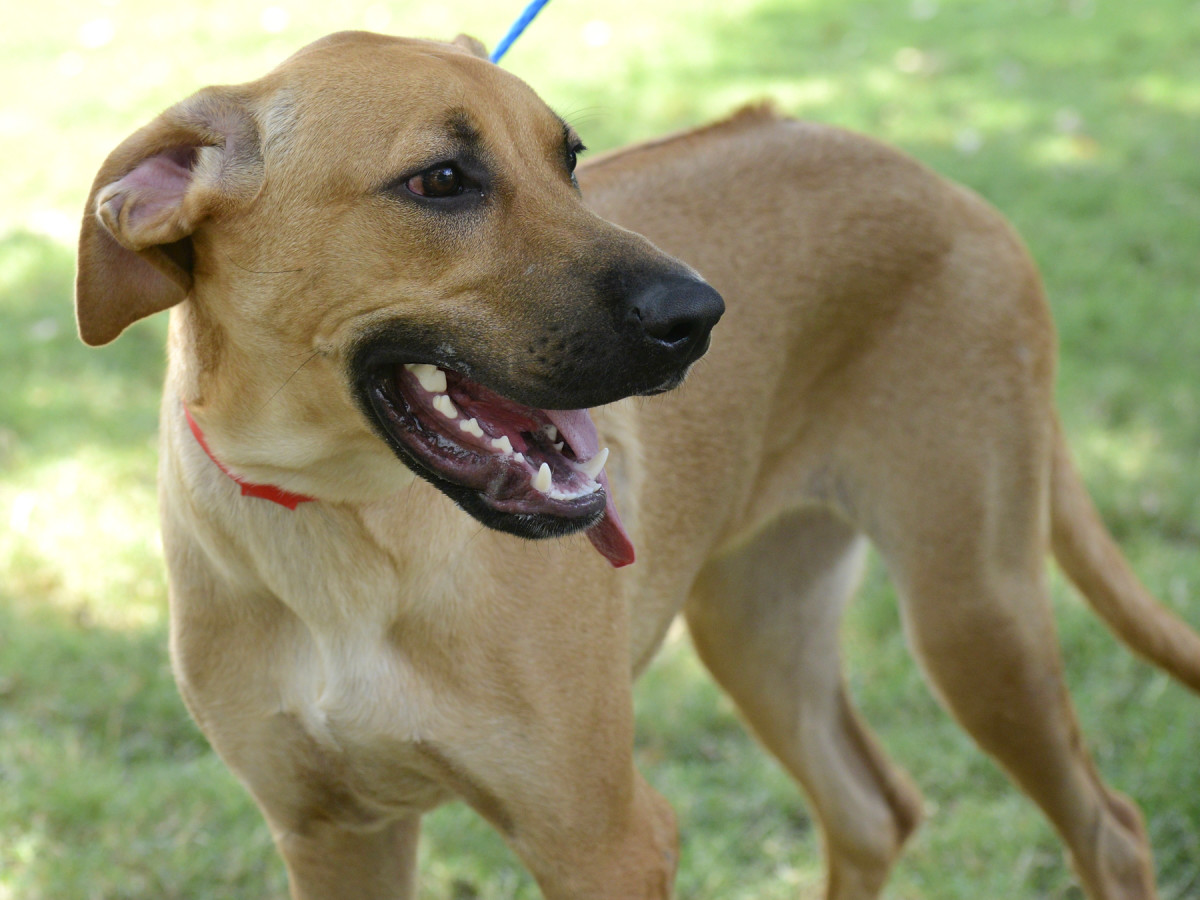 Meet Grace The Real Rhodesian Ridgeback Culturemap S Pet Of The Week Culturemap Houston