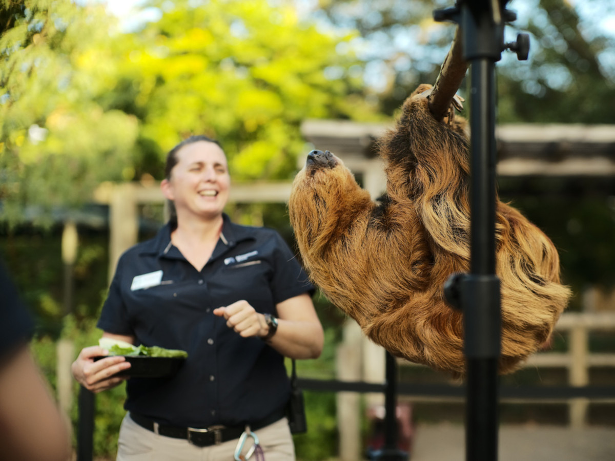 Houston Zoo Conservation Gala 2019 Curly Sloth