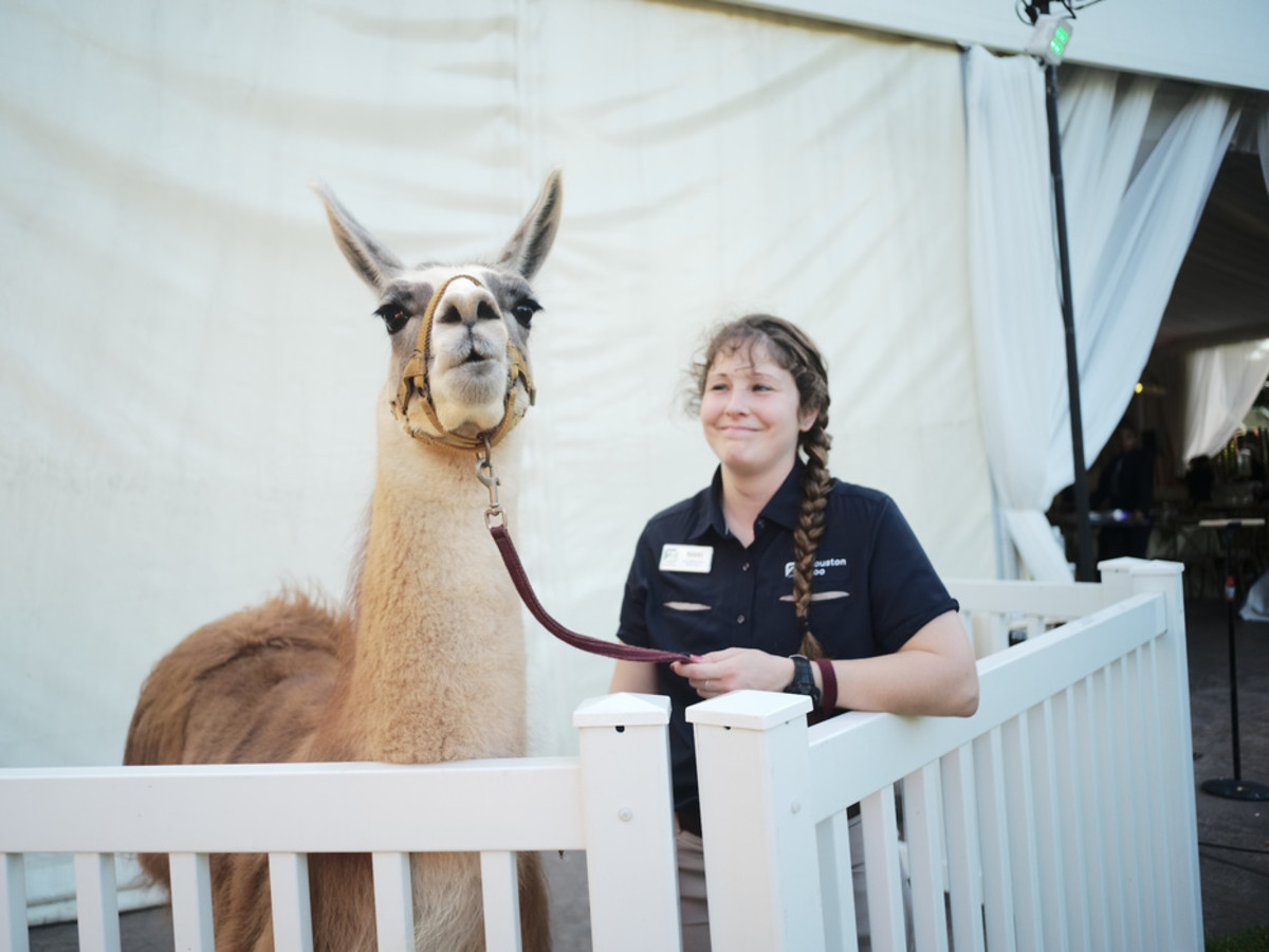 Houston Zoo Conservation Gala 2019 Fiesta Llama and Nikki