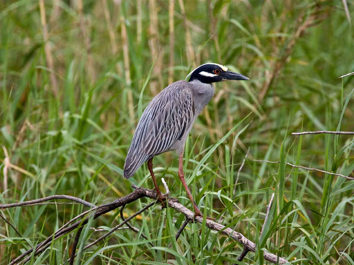Houston flies high with new 'Bird City' parks and wildlife honor