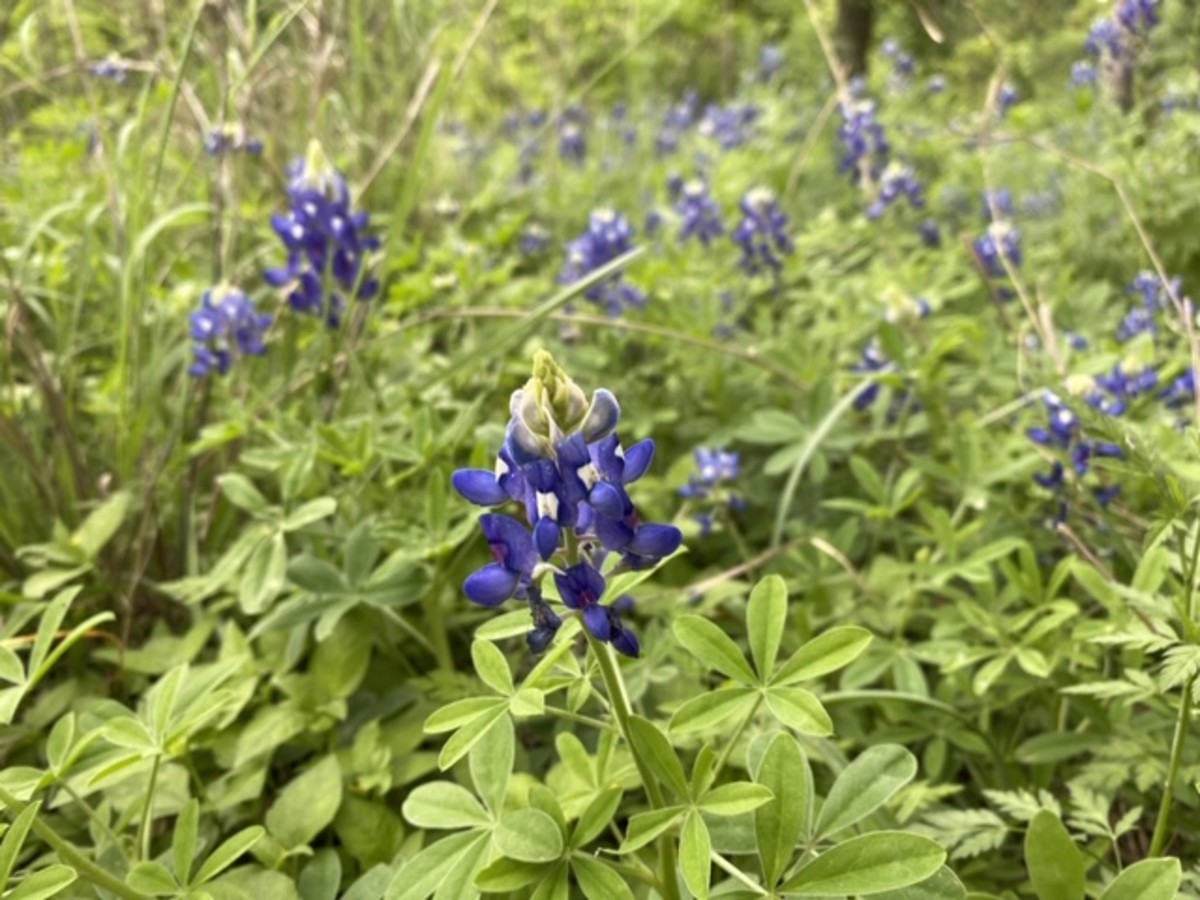 Where To See Bluebonnets In Dallas Fort Worth While Social