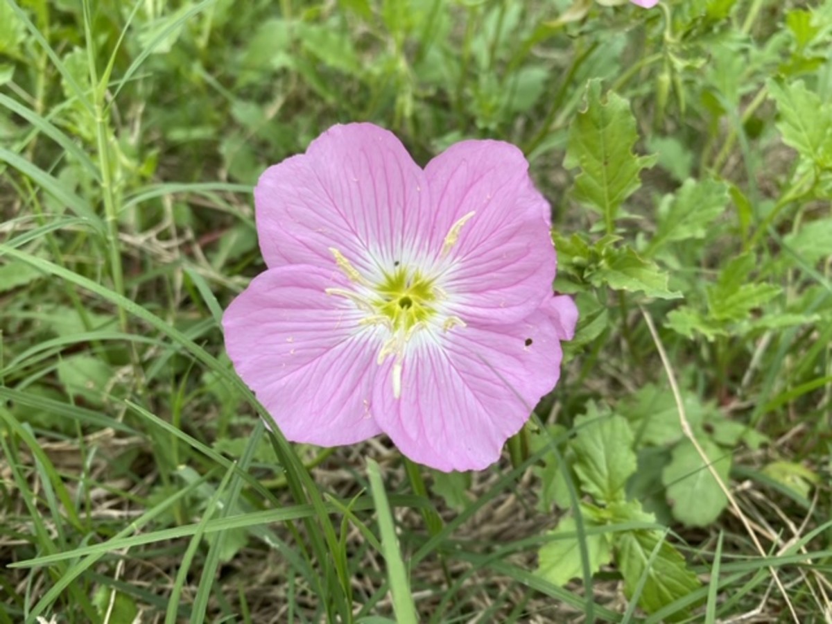 Find Bluebonnets And Wildflowers In Austin While Social Distancing CultureMap Austin