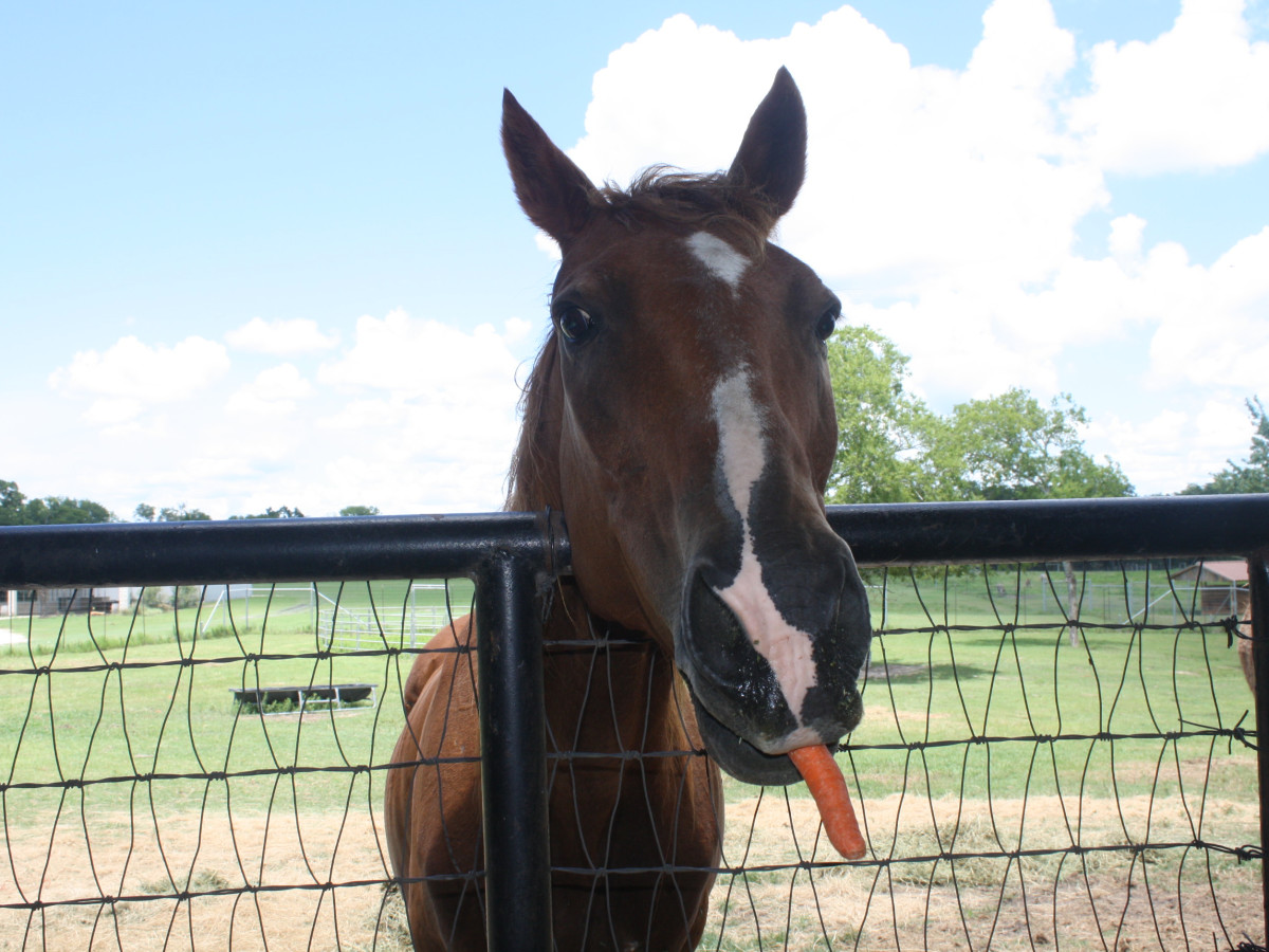 West Sandy Creek Winery horse